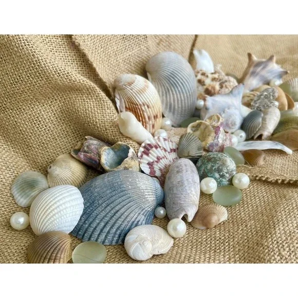 Gift Bag Of Beautiful Seashells Sourced From Coastal SE Georgia And NE Florida - Picture 9 of 16